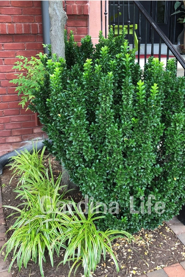 Sütun Taflan Fidanı 3 Lü Dikim( Euonymus Japonicus Green Spire )