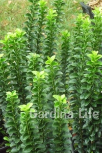 Sütun Taflan Fidanı 3 Lü Dikim( Euonymus Japonicus Green Spire ) - Thumbnail