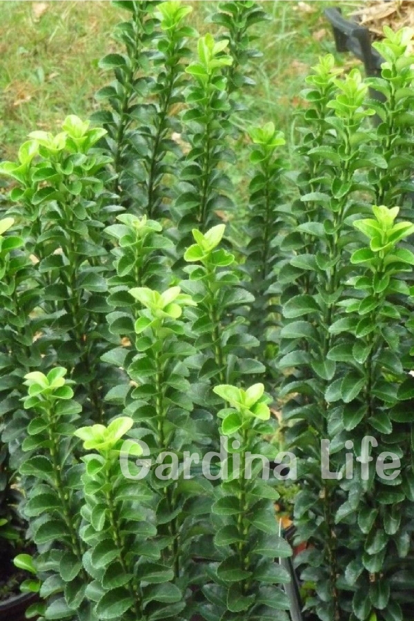 Sütun Taflan Fidanı 3 Lü Dikim( Euonymus Japonicus Green Spire )