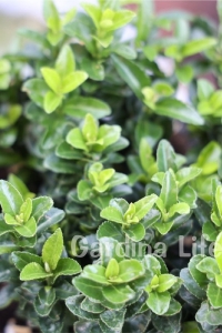 Sütun Taflan Fidanı 3 Lü Dikim( Euonymus Japonicus Green Spire ) - Thumbnail