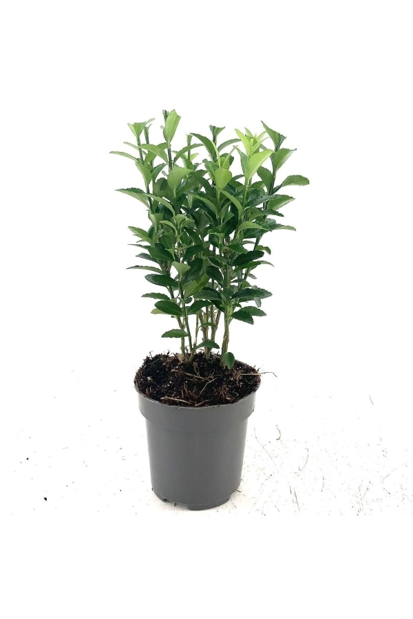 Sütun Taflan Fidanı 3 Lü Dikim( Euonymus Japonicus Green Spire )