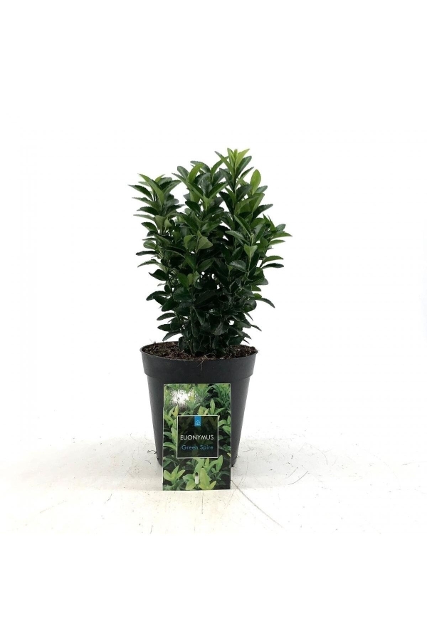 Sütun Taflan Fidanı 3 Lü Dikim( Euonymus Japonicus Green Spire )