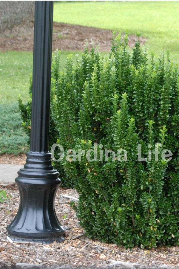 Sütun Taflan Fidanı 3 Lü Dikim( Euonymus Japonicus Green Spire )