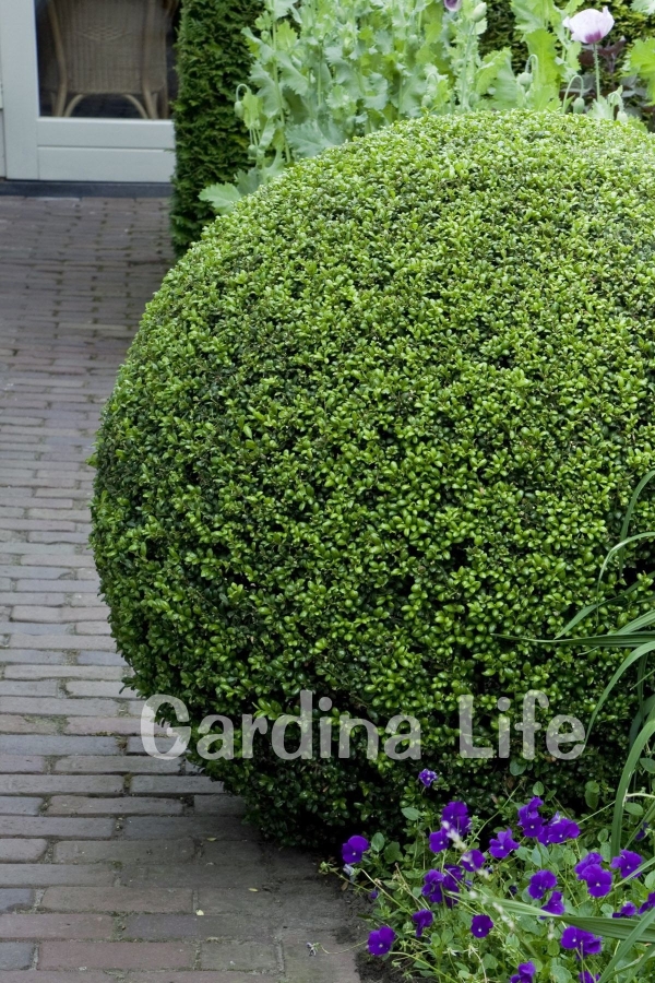 Yeşil Çoban Püskülü Fidanı ( Ilex Crenata Convexa )