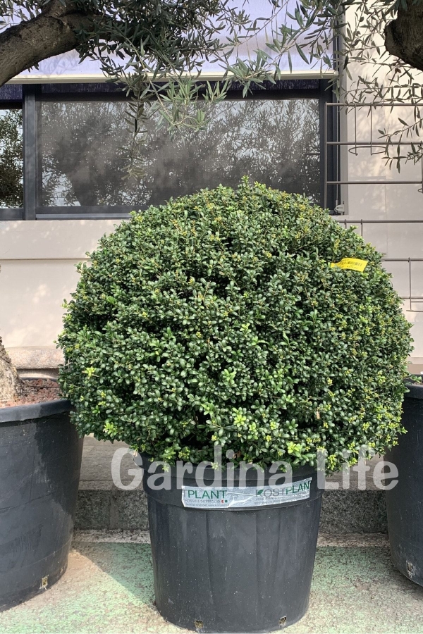 Yeşil Çoban Püskülü Fidanı ( Ilex Crenata Convexa )