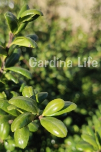 Yeşil Çoban Püskülü Fidanı ( Ilex Crenata Convexa ) - Thumbnail