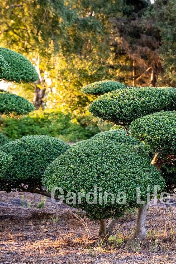 Yeşil Çoban Püskülü Fidanı ( Ilex Crenata Convexa )