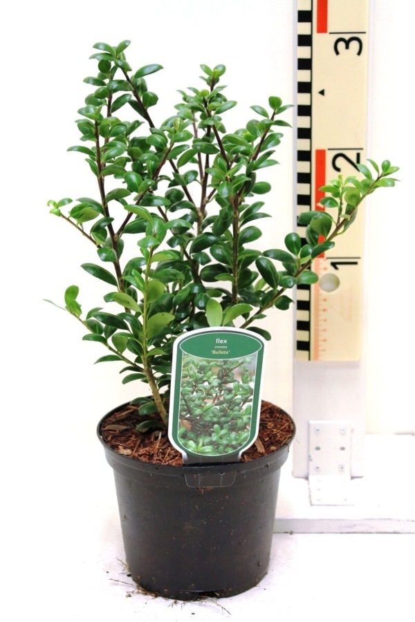 Yeşil Çoban Püskülü Fidanı ( Ilex Crenata Convexa )