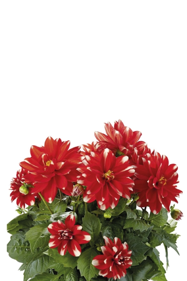 Gardinalife - Yıldız Çiçeği Fidesi Dahlia 2 Adet Power Red White