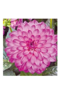 Yıldız Çiçeği Fidesi Dahlia 2 Adet Power Violet Bicolor - Thumbnail