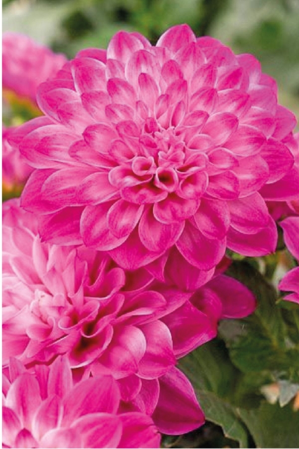 Yıldız Çiçeği Fidesi Dahlia 2 Adet Power Violet Bicolor