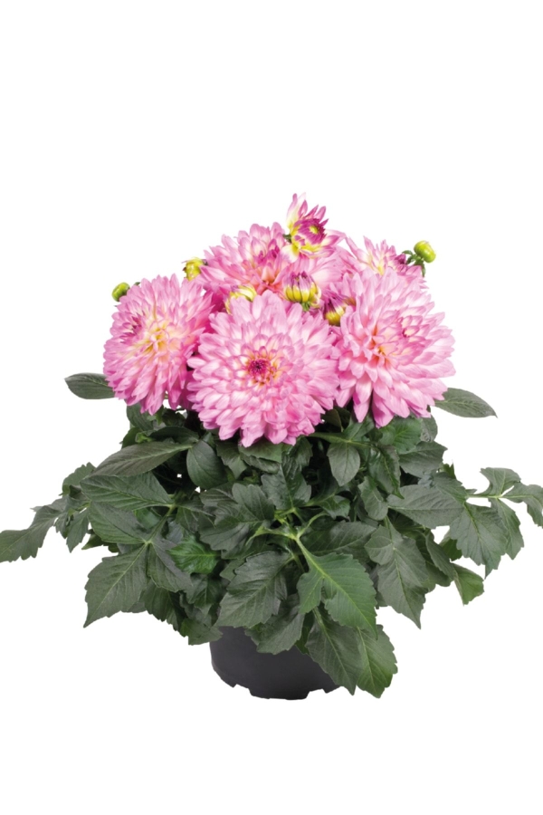 Gardinalife - Yıldız Çiçeği Fidesi Dahlia 2 Adet Power Violet Bicolor