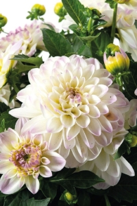 Yıldız Çiçeği Fidesi Dahlia 2 Adet Power White Lilac Frost - Thumbnail