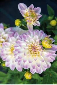 Yıldız Çiçeği Fidesi Dahlia 2 Adet Power White Lilac Frost - Thumbnail