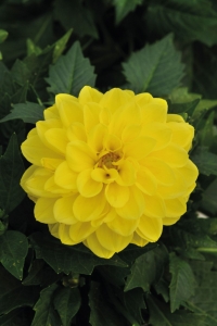 Yıldız Çiçeği Fidesi Dahlia 2 Adet Power Yellow - Thumbnail