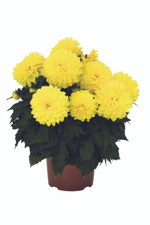 Gardinalife - Yıldız Çiçeği Fidesi Dahlia 2 Adet Power Yellow