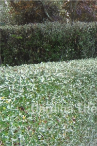 Zeytin Çalısı Fidanı ( Teucrium Fruticans ) - Thumbnail