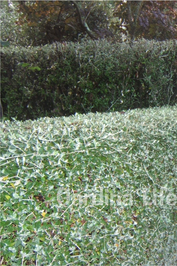 Zeytin Çalısı Fidanı ( Teucrium Fruticans )