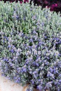 Zeytin Çalısı Fidanı ( Teucrium Fruticans ) - Thumbnail