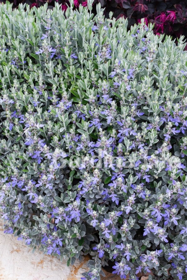 Zeytin Çalısı Fidanı ( Teucrium Fruticans )