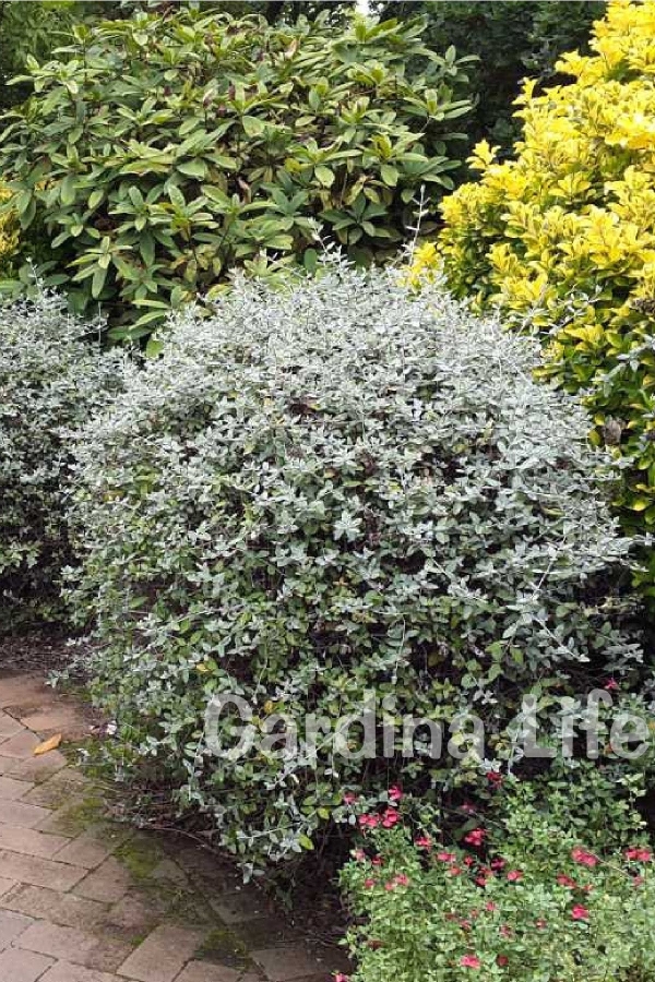 Zeytin Çalısı Fidanı ( Teucrium Fruticans )