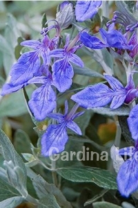 Zeytin Çalısı Fidanı ( Teucrium Fruticans ) - Thumbnail