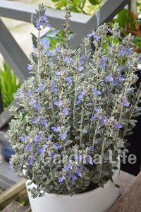 Zeytin Çalısı Fidanı ( Teucrium Fruticans ) - Thumbnail