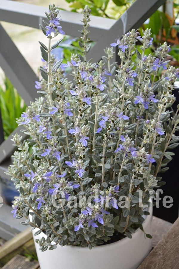 Zeytin Çalısı Fidanı ( Teucrium Fruticans )